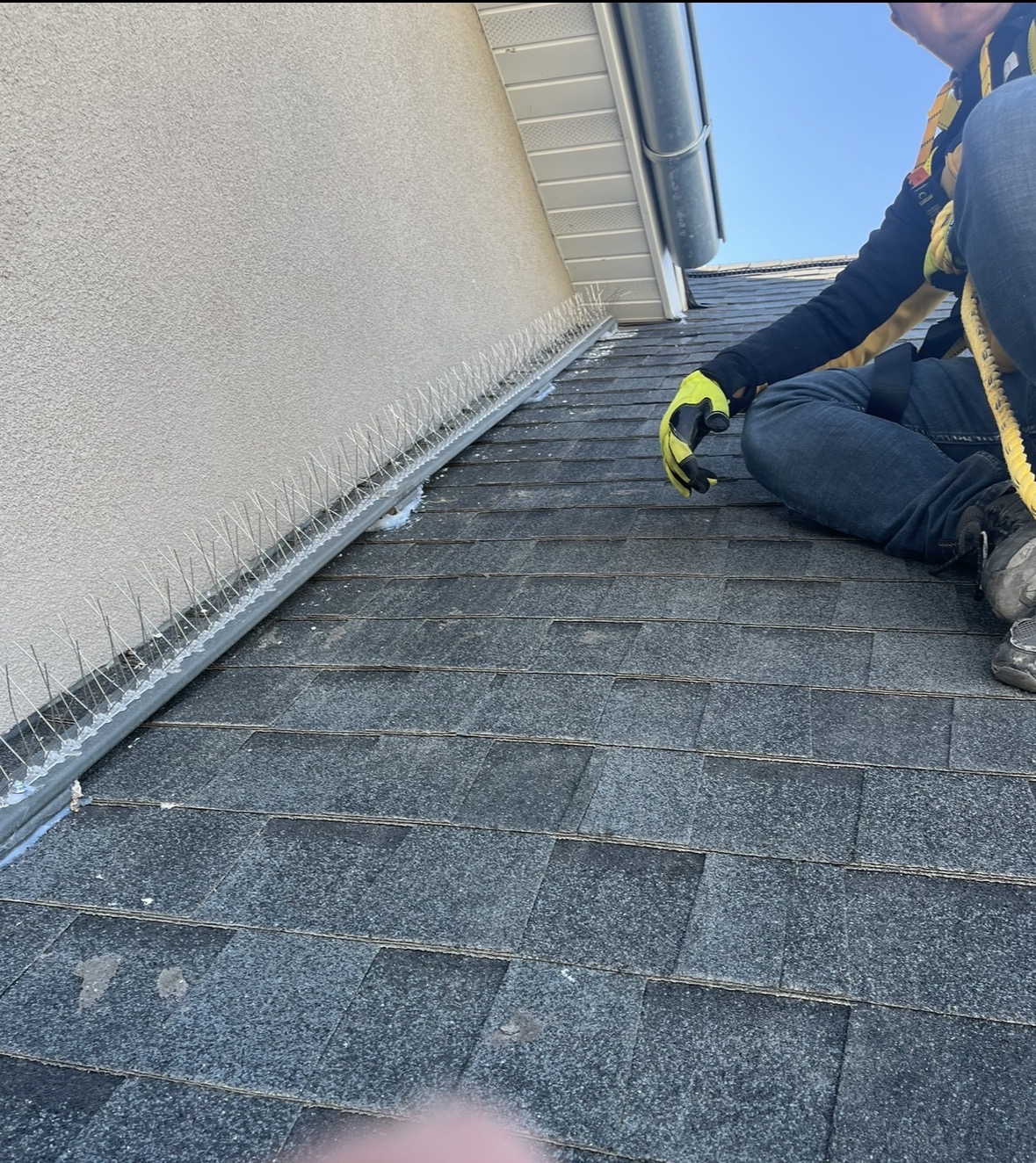 Bird spike installation work