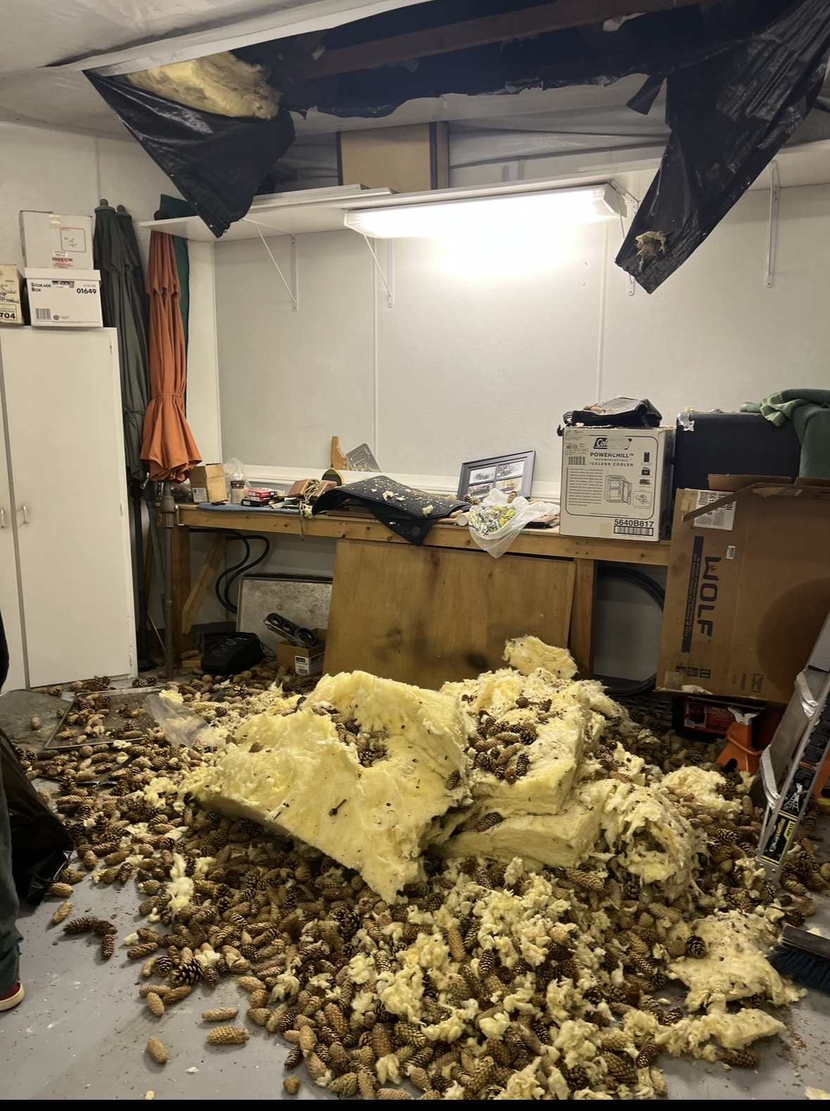 Pine cone damage causing garage collapse