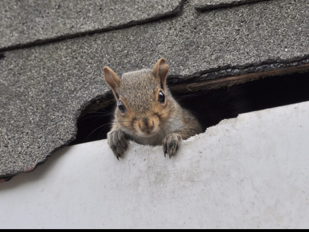 Squirrel in roof gap entry point