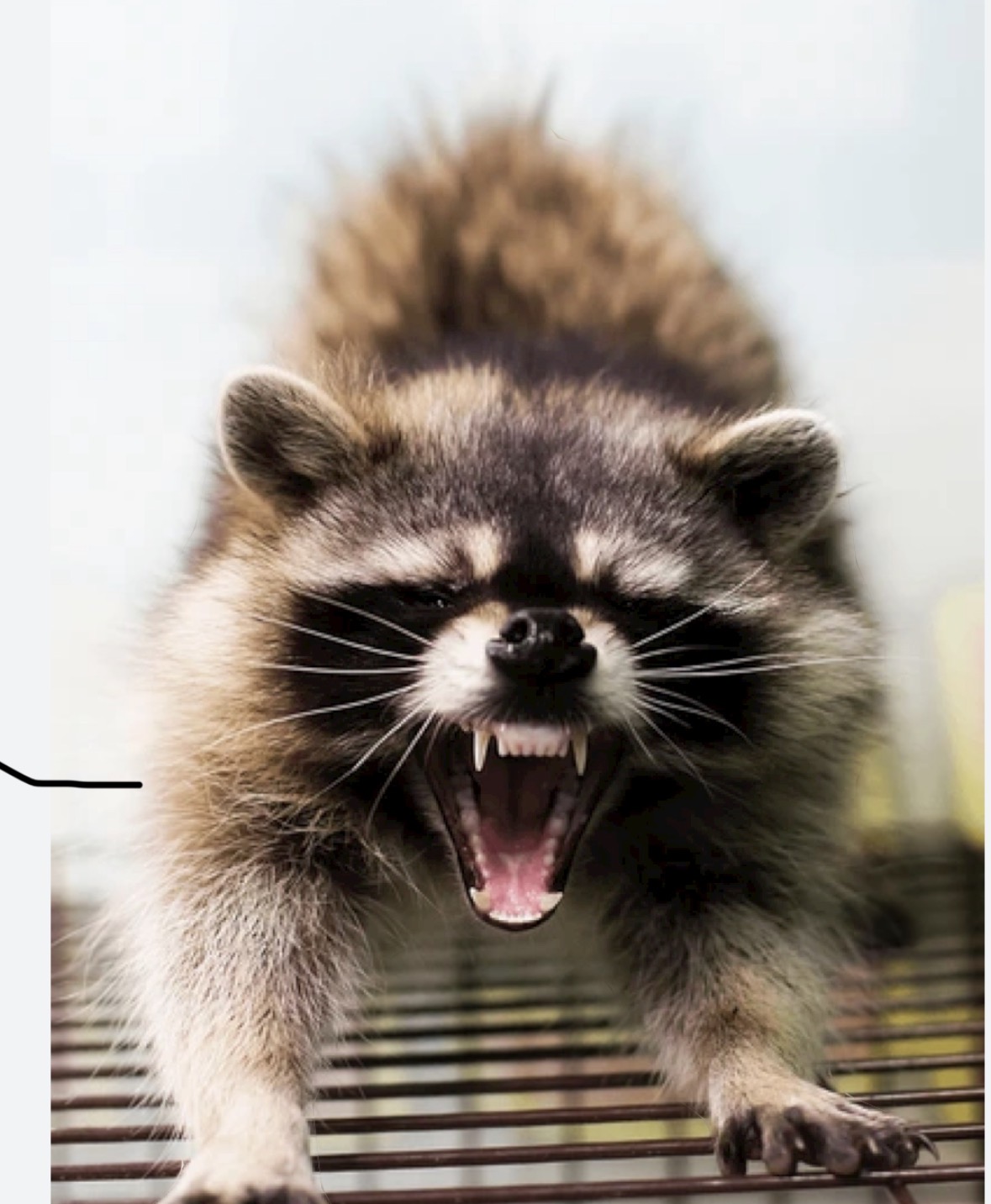 Aggressive raccoon wildlife removal