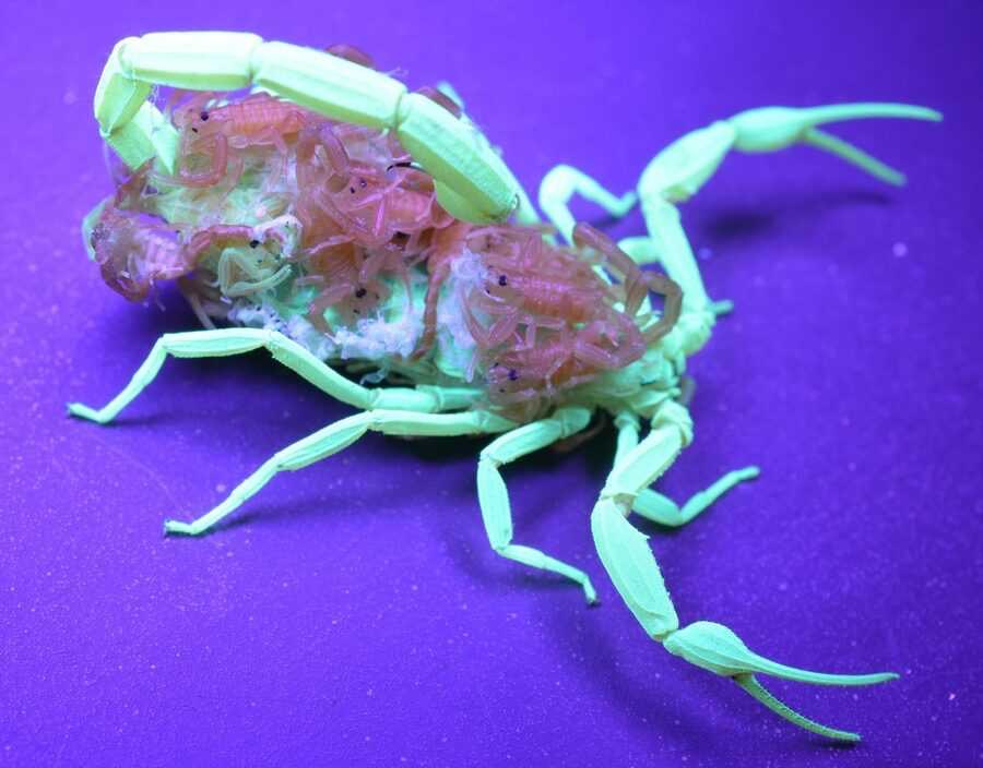 Mother scorpion with babies under UV light