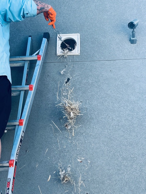 Bird nest exclusion from exhaust vent